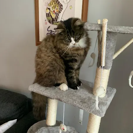 Wake Up With 2 Cats On Your Face Konukevi