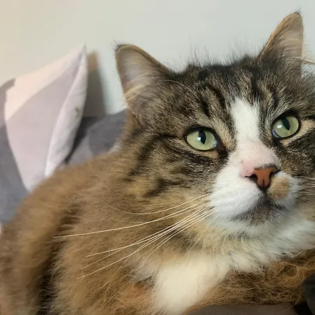 Konukevi Wake Up With 2 Cats On Your Face