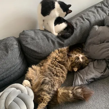 Wake Up With 2 Cats On Your Face