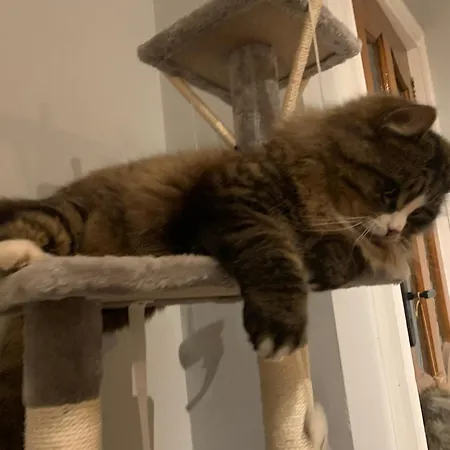 Konukevi Wake Up With 2 Cats On Your Face