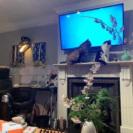 Wake Up With 2 Cats On Your Face * Dublin