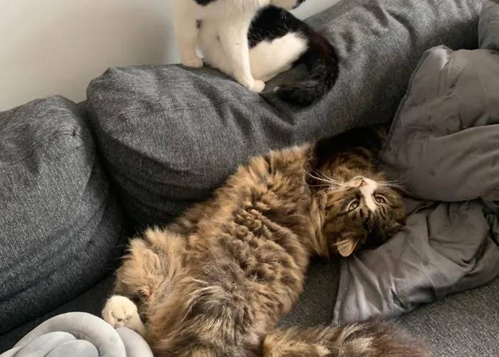 Wake Up With 2 Cats On Your Face