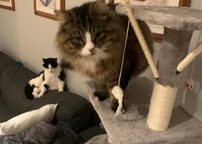 Wake Up With 2 Cats On Your Face *